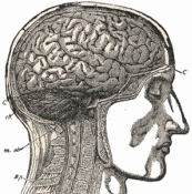 Anatomic Drawing of the Brain